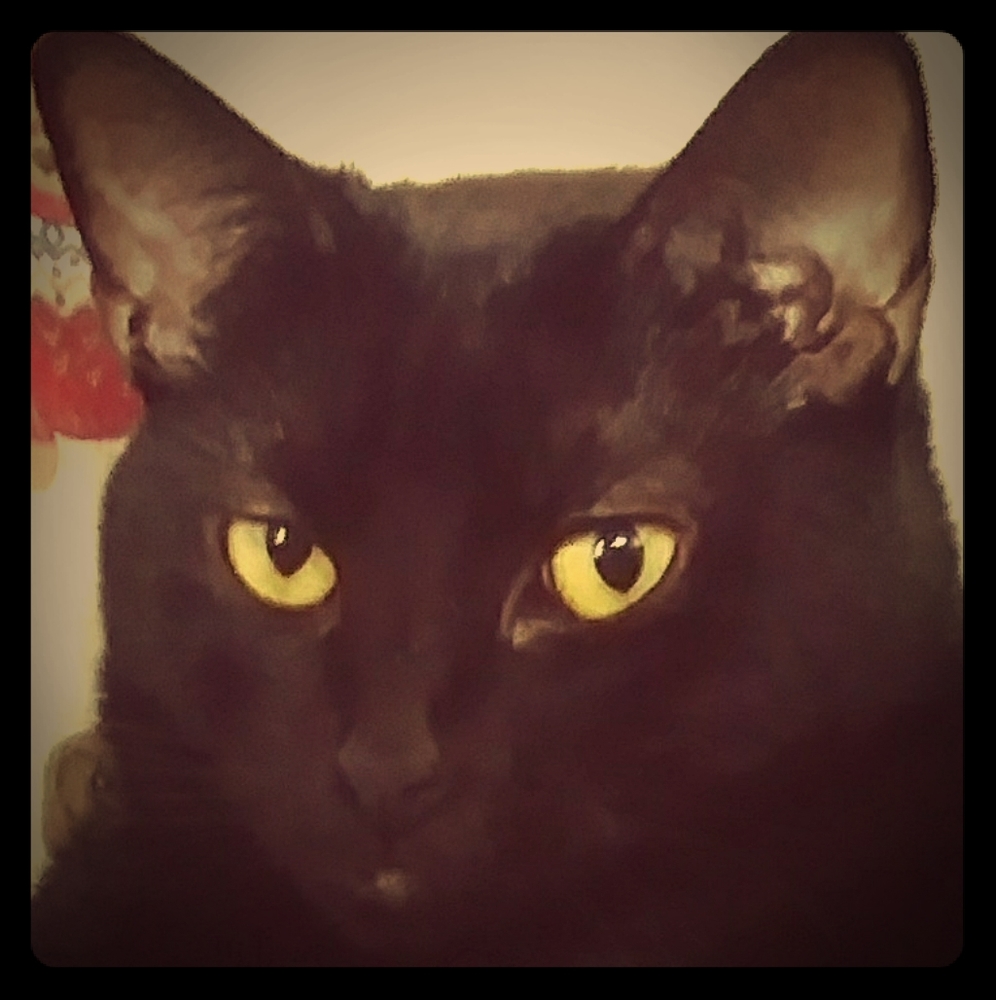 Meet your Posher, Taffy